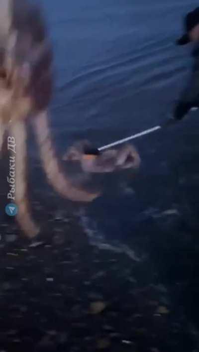 Crabs Fishing On Easy Level (Kamchatka, Russia)