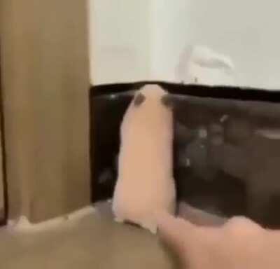 That hamster had a heart attack