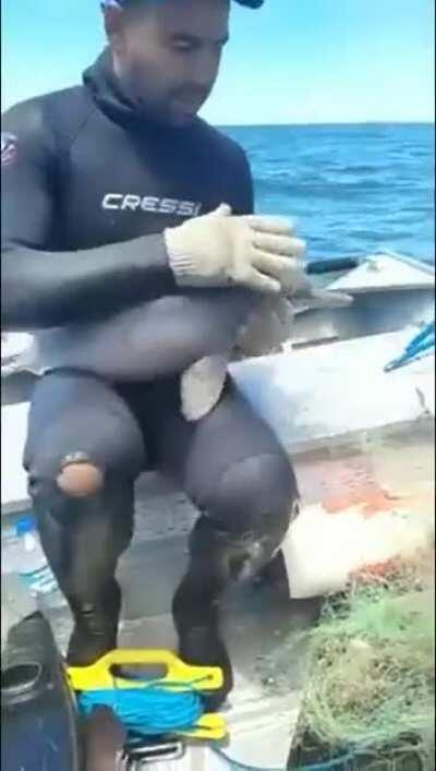 A man rescues a dolphin calf