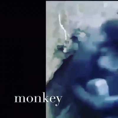 Monkey