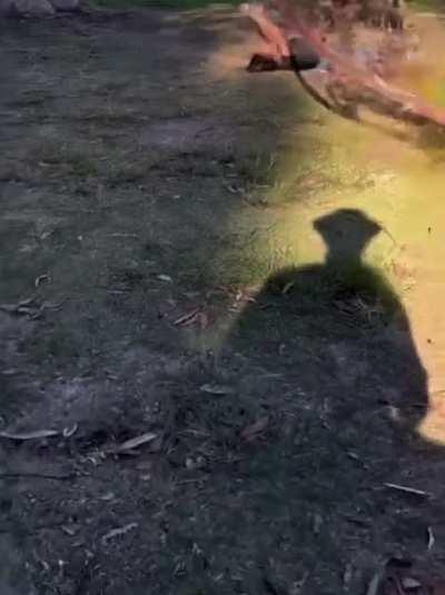 WCGW swinging on a dead branch