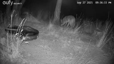 Grabs a drink from the water trough, finds a snack, then gags.