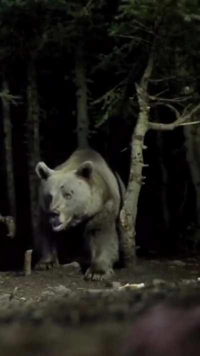 Imagine seeing this walking up to youre camping tent.