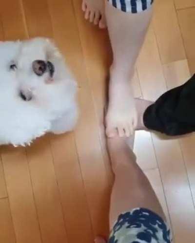 All paws in as one team