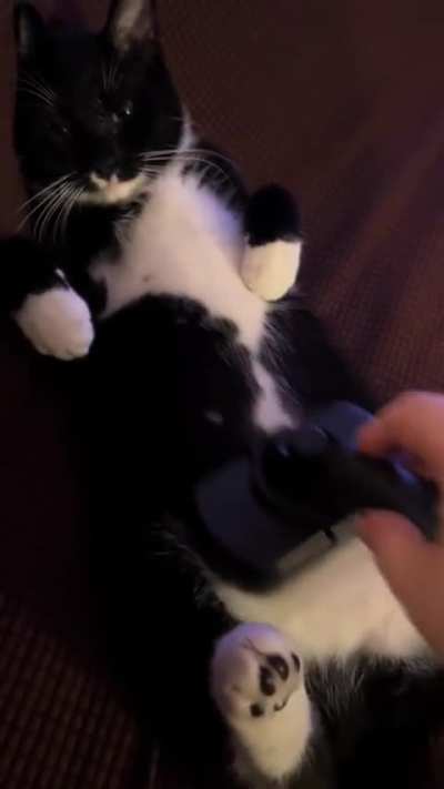 Yogurt said beans up 🫘 - it’s Brush time!