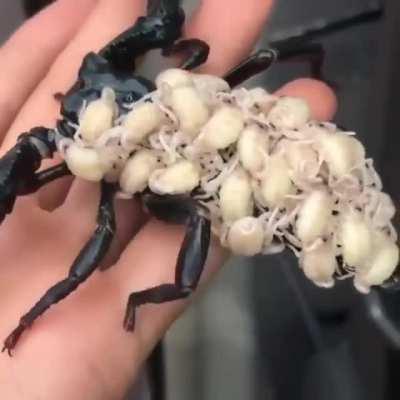 Oh god, looks like an alien