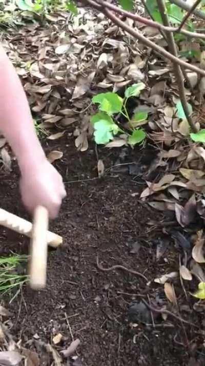 Thanks, I hate worms