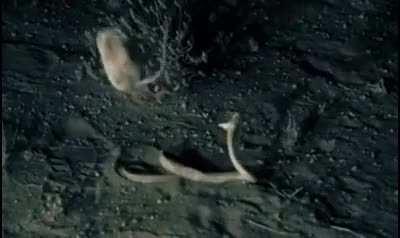 Поймать ужин