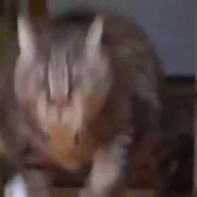 featuring a bonus chonky boy