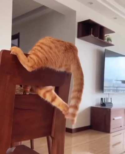 Time spent with cats…