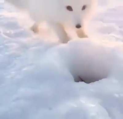 An adorable arctic fox steals a fish from a sweetheart fisherman...