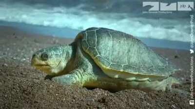 Robot turtle lays robot eggs