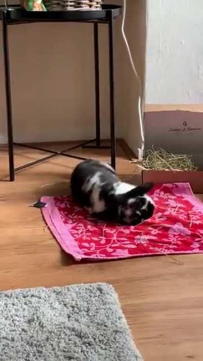 Bunny I found at the dumpsters feels at home