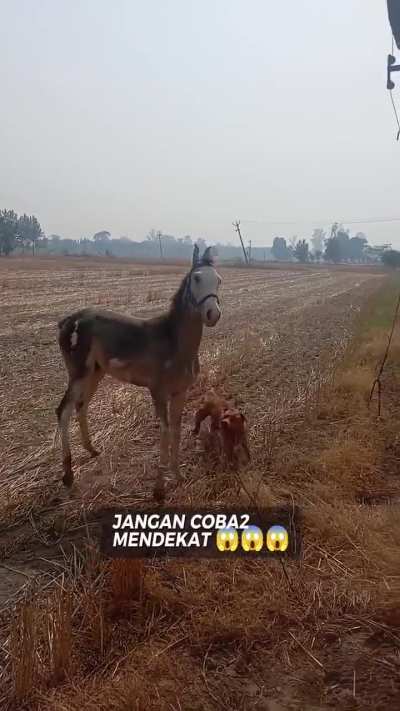 Pitbull foal encounter