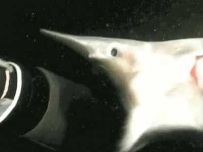 A goblin shark's jaws