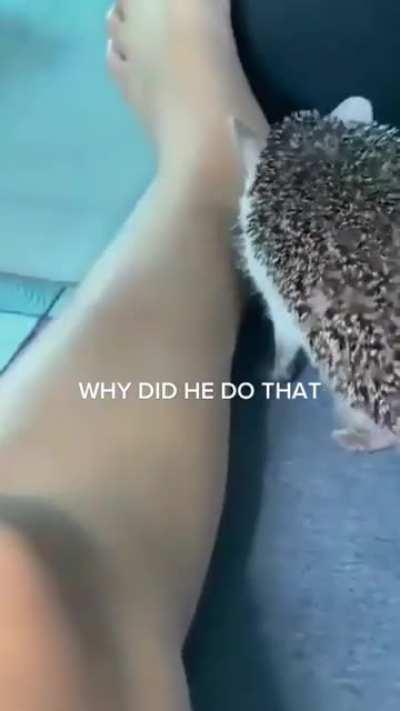 Hedgehog does a chomp