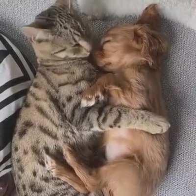 Fur Friends Forever