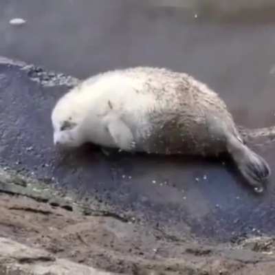 why would he do this