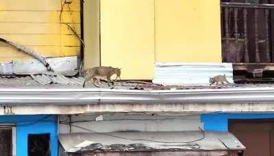 Mother cat sharing her food to her kittens