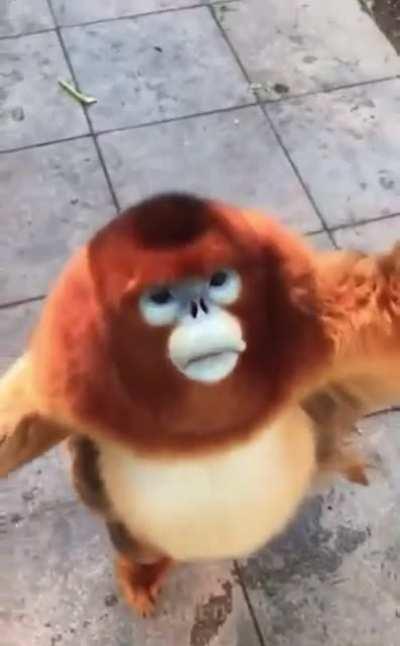 MoNkEy FoRcEs MaN tO fEeD hIm