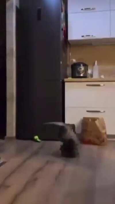 The cat didn't even know he could dance like that