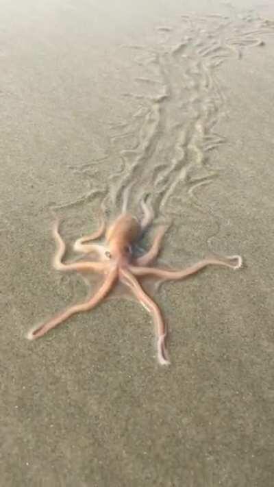 🔥 Octopus crawling on the beach
