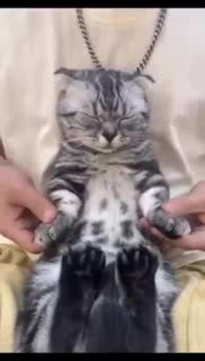 looks like the cat got some dope moves