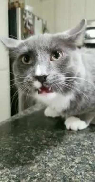 Cat dies inside when owner calles him the wrong name