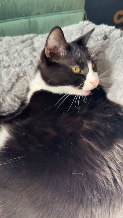 My phone was reflecting light on the wall and she had a lot of opinions about it