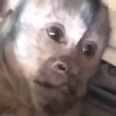 Monke nothing more, nothing less