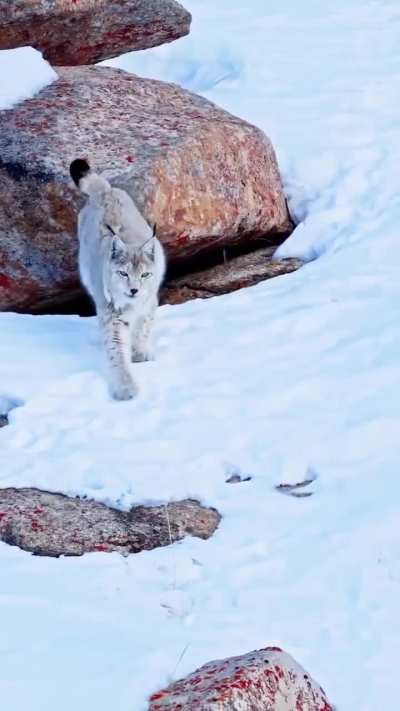 🔥 Euarsian Lynx mother and kittens in the cold wilderness of Ladakh, India