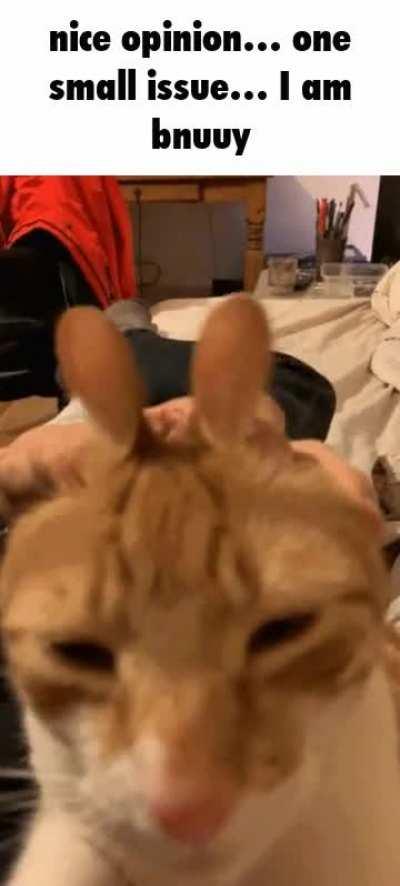 cat of the day 135 (splendid opinion)