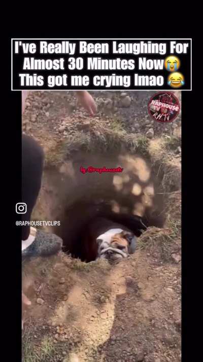 Classic Sherman😂🐶