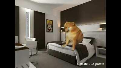 Todo el fagchat cuando no hay stream