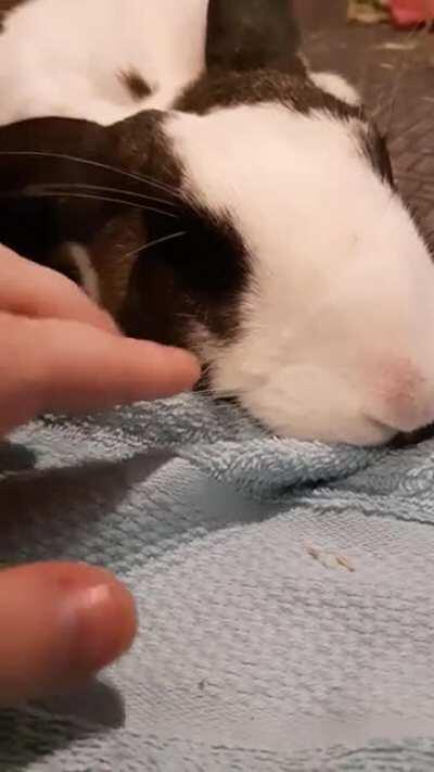 This adorable fellow needed a new home and fortunately we were able to take him in. He's such a sweetheart its his second day here and he fell asleep while I was petting him