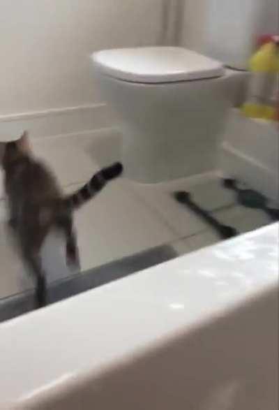 Cat vs bubble bath