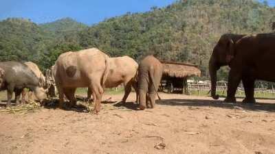 Baby elephant makes a friend