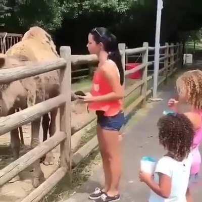 Girl trying to get a selfie with a camel