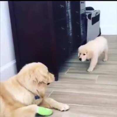 This sneaky little doggy