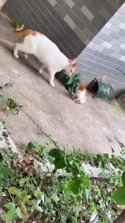 Fed up cat mom finally finds kitten