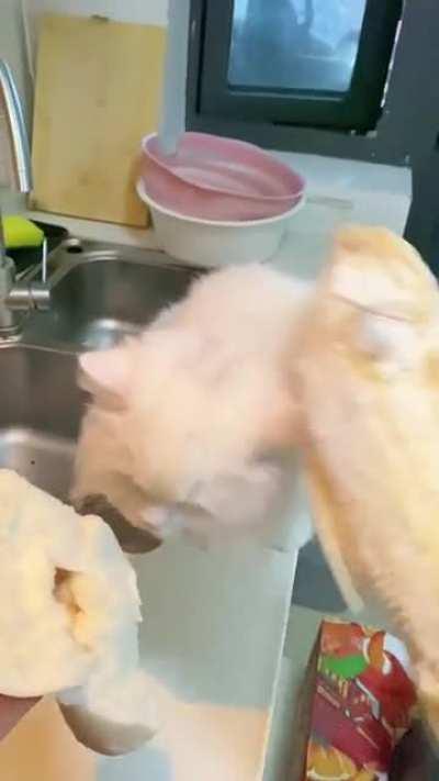 Give my cat extra food