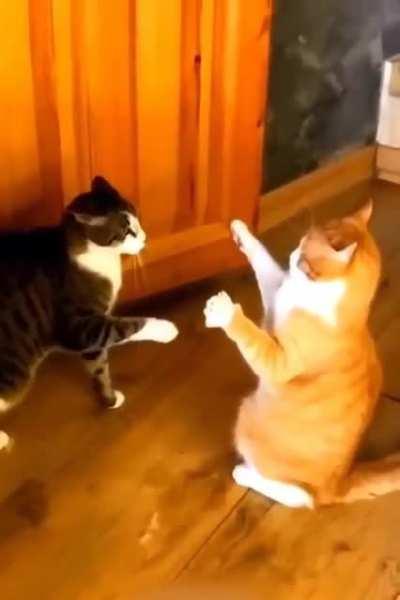 Shaolin cat with a non-contact strike