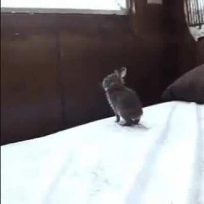 Bunny misjudges strength