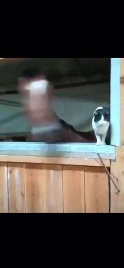 Fuck this cat in particular.