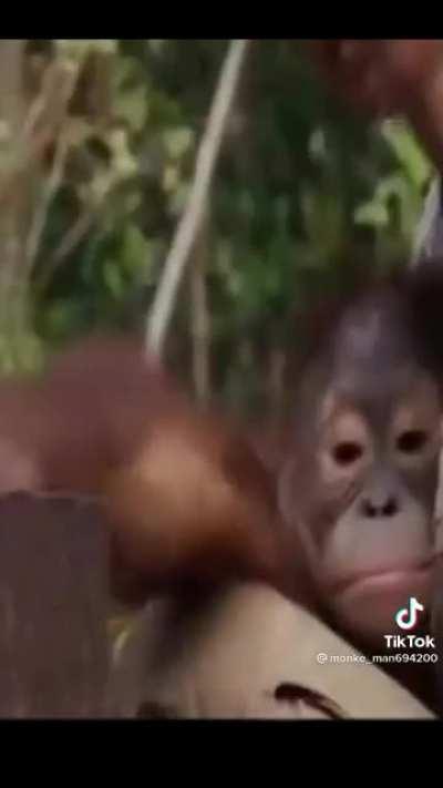 Monke consume coconut