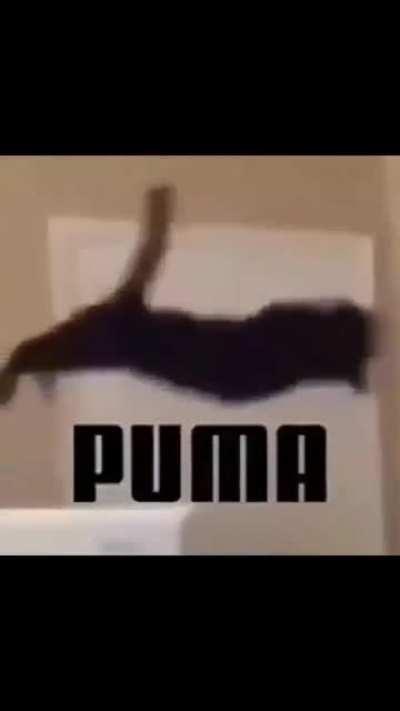 puma