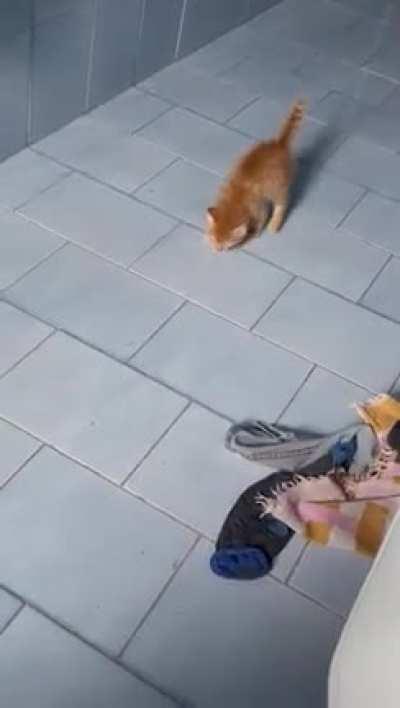 he's kinda a pokemon