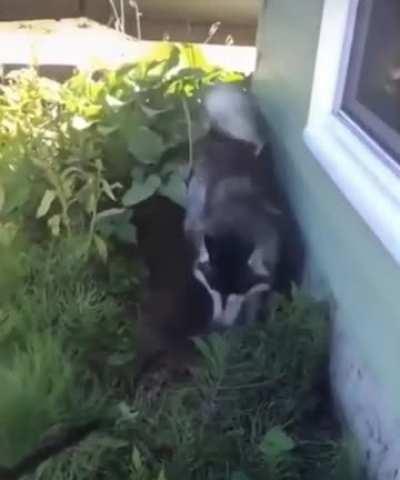 Huskies are so dramatic