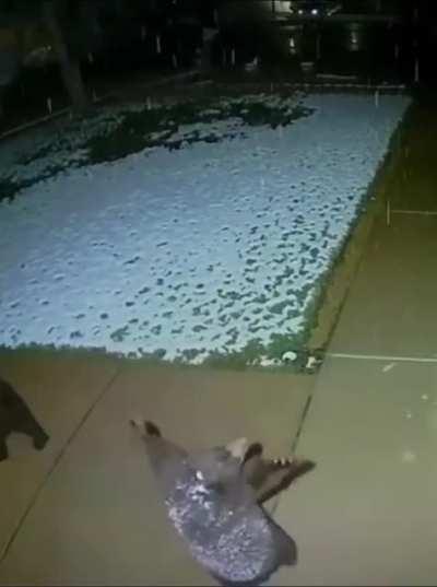 The bear cub after seeing the snowfall under the porch light, reached up to trynna grab some snowflakes