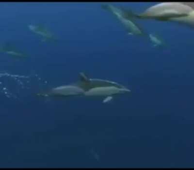 Ue super normal, todas as meninas que eu beijei ficaram de pau duro, não entendi essa indignação.